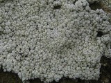 Pertusaria amara f. amara image