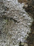 Punctelia stictica image