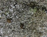Punctelia stictica image
