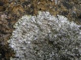 Punctelia stictica image
