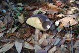 Russula xerampelina image