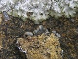 Punctelia stictica image