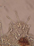 Tubulicrinis subulatus image