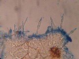 Tubulicrinis subulatus image