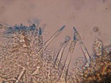 Tubulicrinis subulatus image