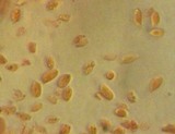 Mycena atroalboides image