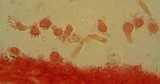 Mycena atroalboides image