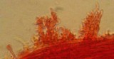 Mycena atroalboides image