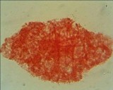 Mycena atroalboides image