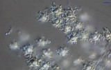 Asterophora lycoperdoides image