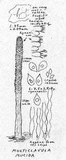 Multiclavula mucida image