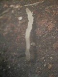 Multiclavula mucida image