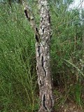 Biscogniauxia mediterranea image