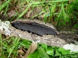 Biscogniauxia mediterranea image