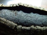 Biscogniauxia mediterranea image