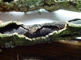 Biscogniauxia mediterranea image