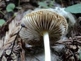 Bolbitius reticulatus image