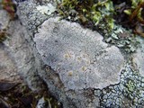 Fuscidea cyathoides var. cyathoides image