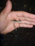 Mycena amicta image