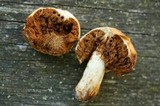 Cortinarius pinguis image