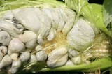 Ustilago maydis image