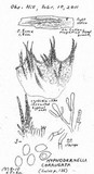 Hyphodermella corrugata image