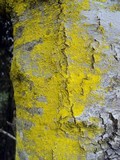 Chrysothrix xanthina image
