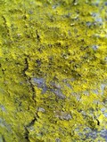 Chrysothrix xanthina image