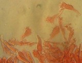 Mycena galericulata image