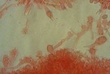 Mycena galericulata image
