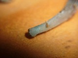 Mycena amicta image