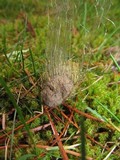 Phycomyces blakesleeanus image
