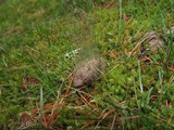 Phycomyces blakesleeanus image