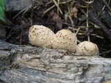 Coprinopsis variegata image