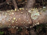 Lachnellula agassizii image