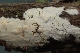 Vuilleminia cystidiata image