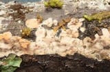 Vuilleminia cystidiata image