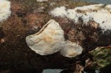 Vuilleminia cystidiata image