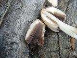 Coprinopsis variegata image