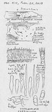 Vuilleminia cystidiata image