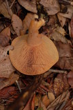 Lactarius rubrilacteus image
