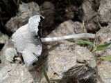 Coprinopsis nivea image