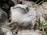 Coprinopsis nivea image