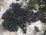 Lathagrium cristatum image