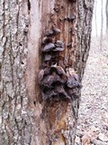Auricularia angiospermarum image