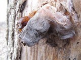 Auricularia angiospermarum image