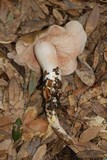 Entoloma lividoalbum image
