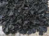 Collema flaccidum image