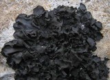 Collema flaccidum image