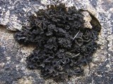 Collema fuscovirens image